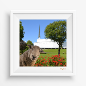 EWE SELFIE@ knock- Co. MAYO