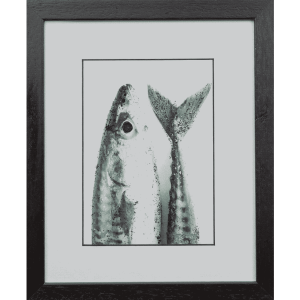 Atlantic Mackerel 1