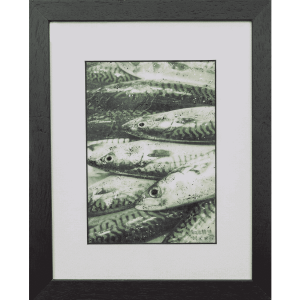 Atlantic Mackerel 2
