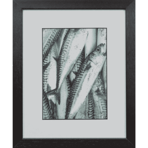Atlantic Mackerel 3