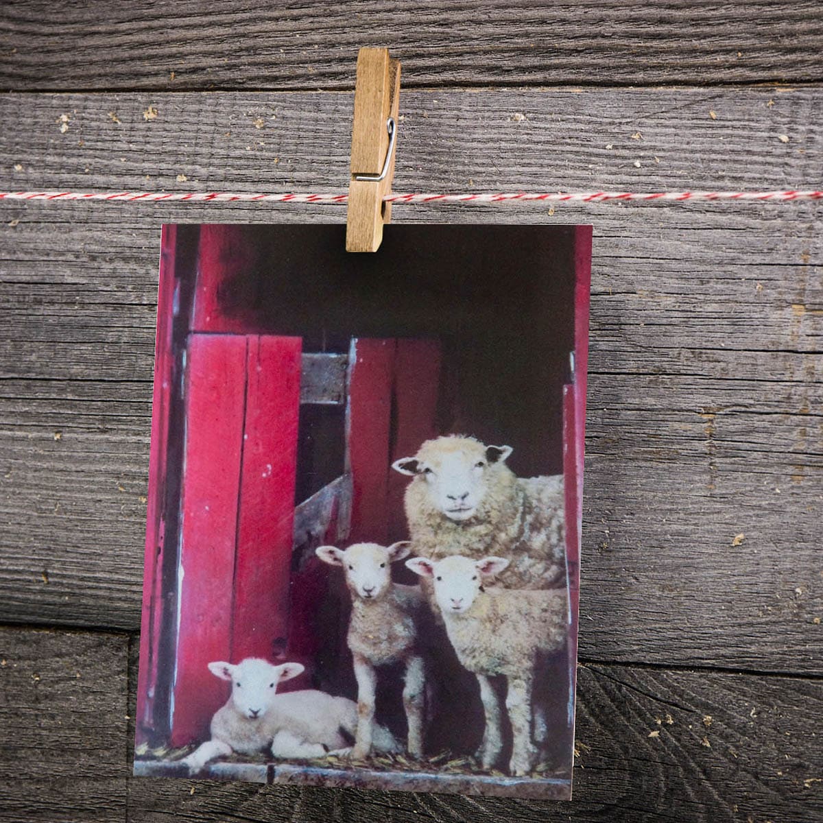 Peek A EWE - THE Greeting Card