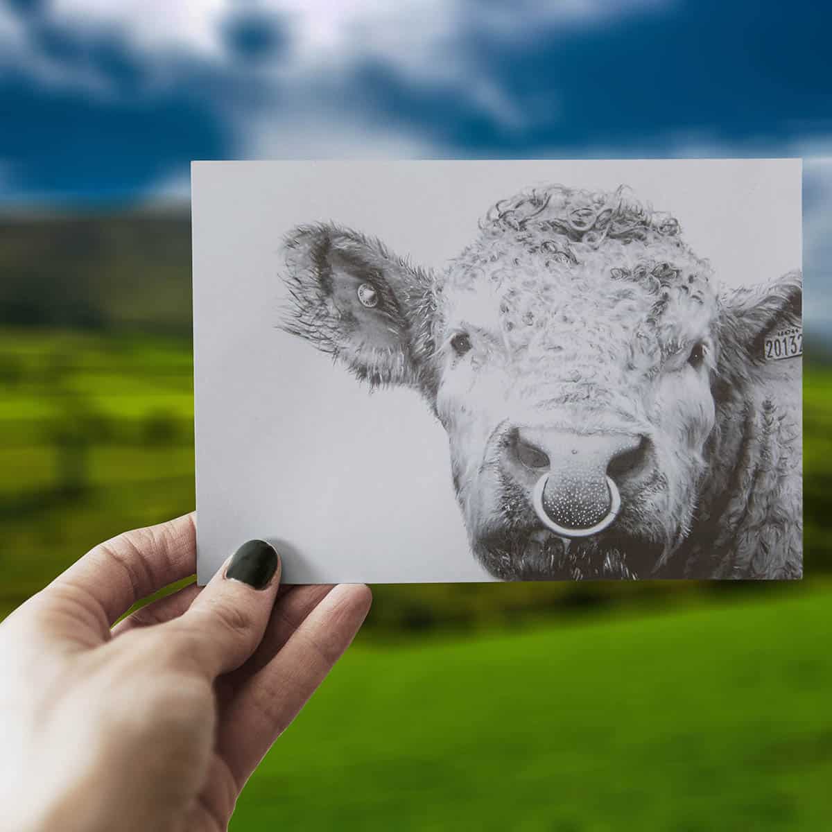 Kellyhood.com-THE-BULL-MCCABE-GREETING-CARD-1.jpg Kellyhood.com-THE-BULL-MCCABE-GREETING-CARD-1.jpg