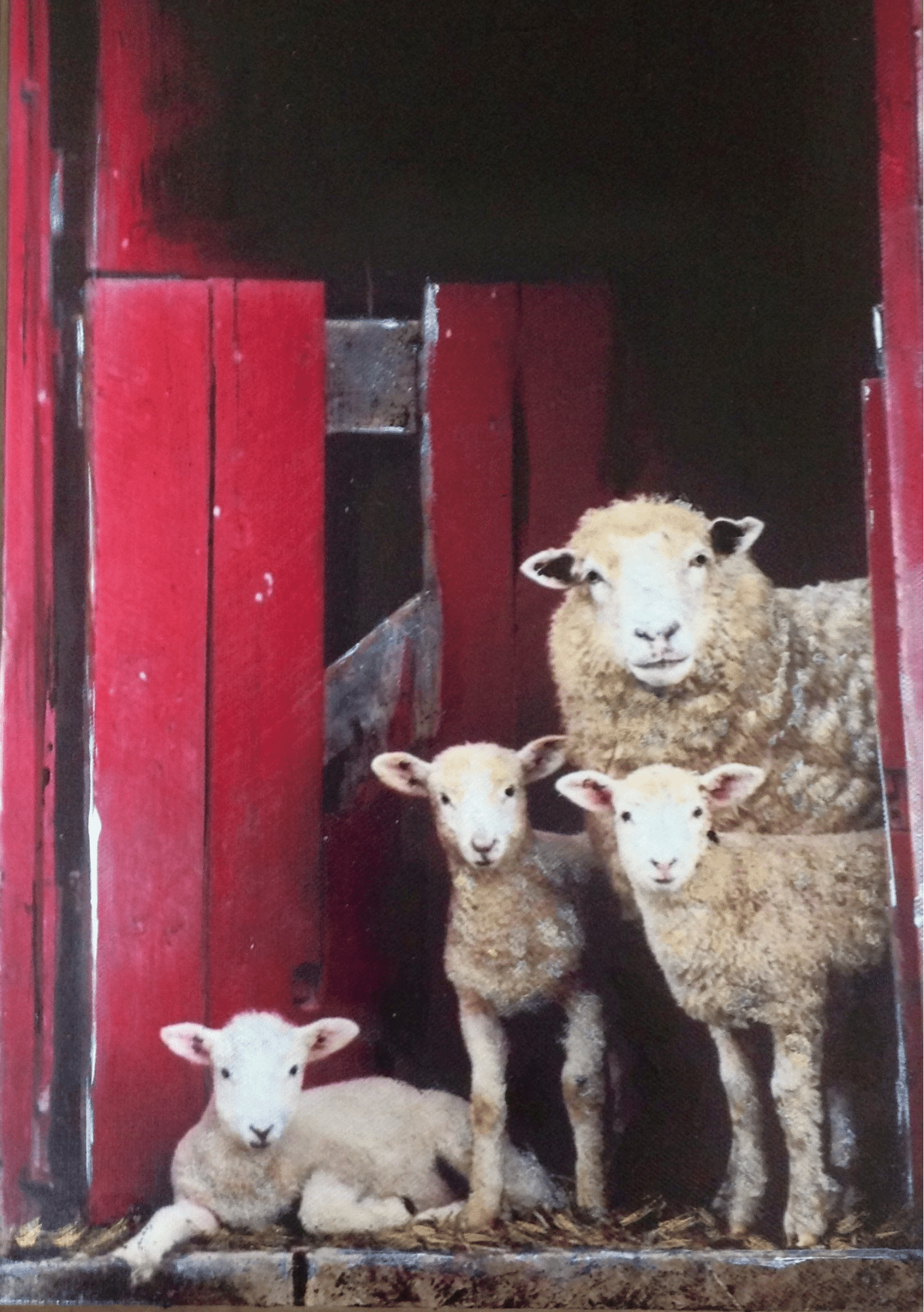 ‘PEEK-A-EWE.png.png ‘PEEK-A-EWE.png.png