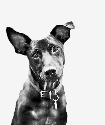 Dog Portraits